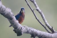 Alcedo atthis