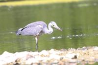 Ardea cinerea