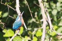 Alcedo atthis