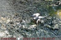 Accipiter nisus