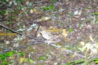 Turdus viscivorus