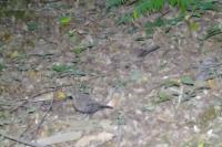 Turdus merula