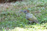 Picus viridis