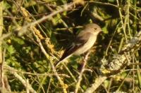 Ficedula hypoleuca