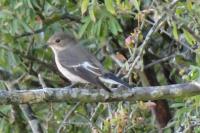 Ficedula hypoleuca