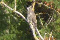 Buteo buteo