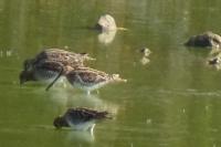 Gallinago gallinago