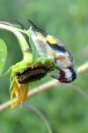 Carduelis carduelis