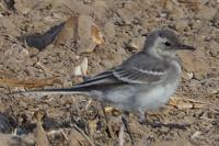 Motacilla alba