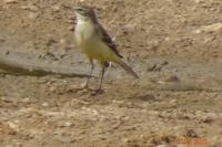 Motacilla flava