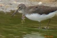 Tringa ochropus