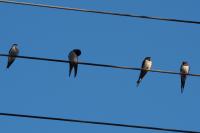 Hirundo rustica