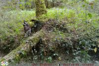 Buteo buteo