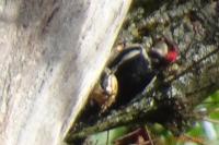 Dendrocopos major