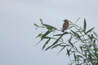 Saxicola rubetra