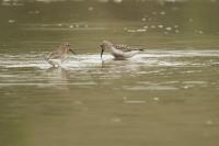 Calidris alpina