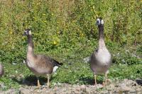 Branta leucopsis