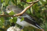 Ficedula hypoleuca
