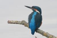 Alcedo atthis