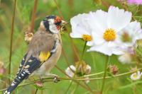 Carduelis carduelis