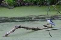 Nycticorax nycticorax