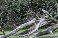 Nycticorax nycticorax