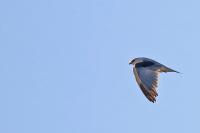 Elanus caeruleus