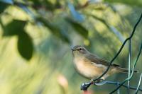 Phylloscopus collybita