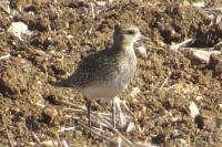 Pluvialis apricaria