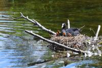 Fulica atra