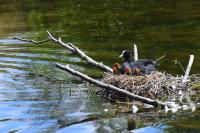 Fulica atra