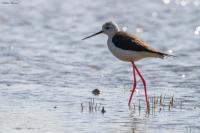 Himantopus himantopus