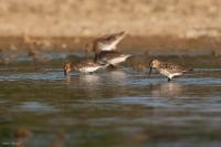 Calidris alpina