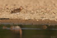 Calidris pugnax