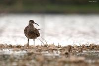 Numenius arquata