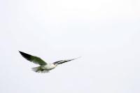 Elanus caeruleus