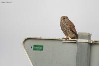 Falco tinnunculus