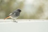 Phoenicurus ochruros