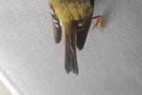 Regulus regulus