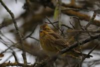 Emberiza citrinella