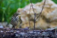 Anthus pratensis