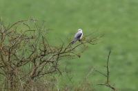 Elanus caeruleus