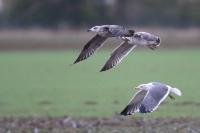 Larus fuscus