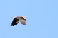 Elanus caeruleus