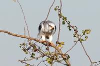 Elanus caeruleus