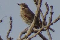 Turdus iliacus