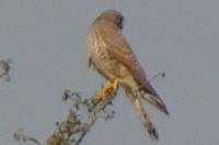 Falco tinnunculus