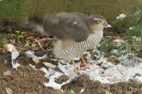 Accipiter nisus