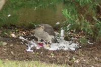 Accipiter nisus