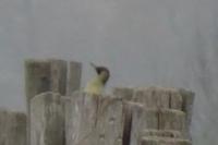 Picus viridis